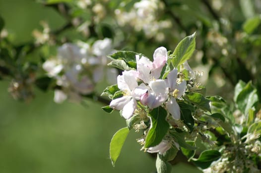 trees bloom in spring in fine weather