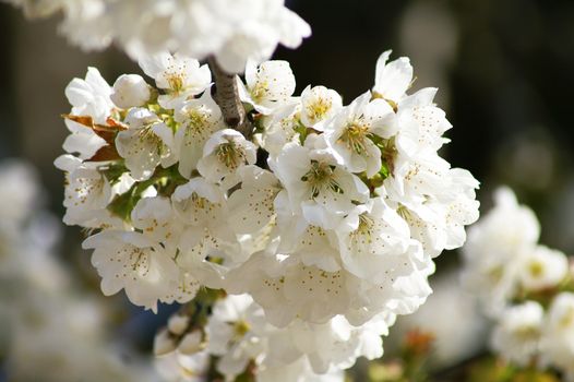 trees bloom in spring in fine weather