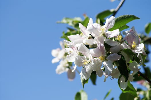 trees bloom in spring in fine weather