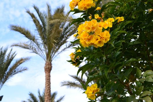 beautiful palm trees in the long seaside resort
