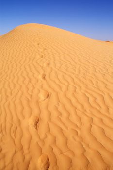 beautiful day in the dunes of Africa