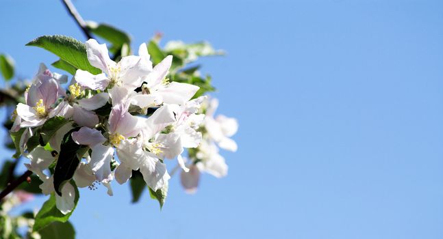 trees bloom in spring in fine weather