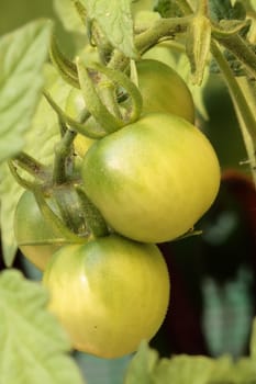 foreground of small tomatoes in the plant called tomato plant