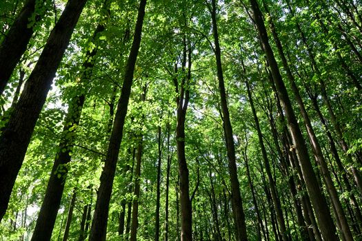 Green forest with high trees