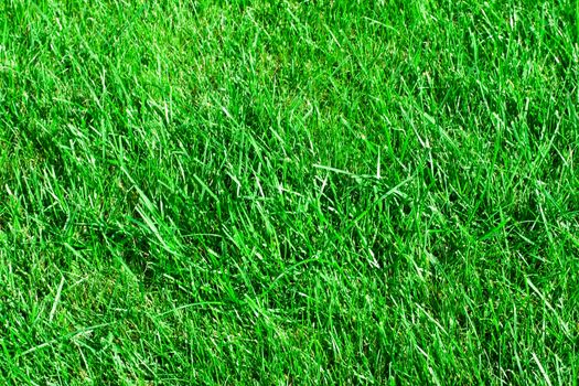  Green lawn. it can be used as background