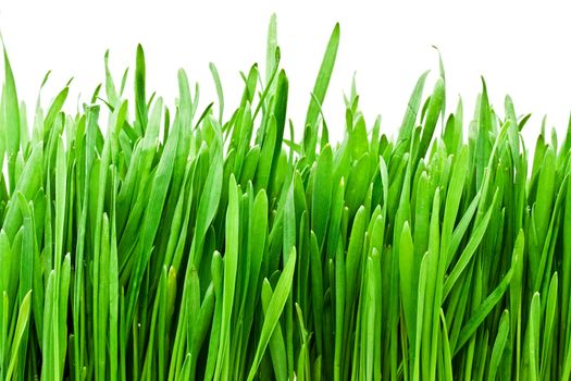 Fresh green grass on white background