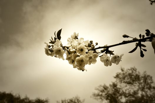 Cherry blossom in sepia against dramatic sky.