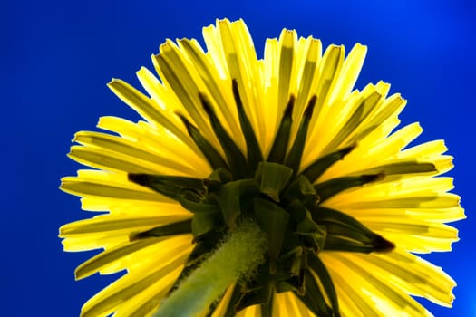 Yellow sunny dandelion flower close up