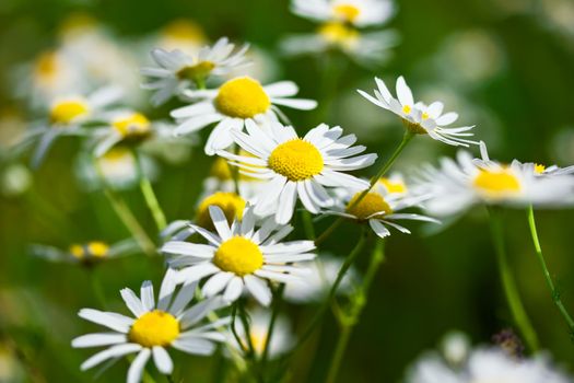 Camomiles, summer field flowers