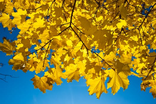 golden maple leaves in Kolomenskoye park, Moscow