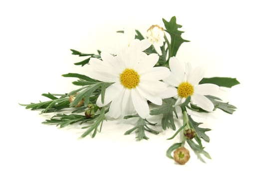 fresh Marguerites with leaves on a bright background