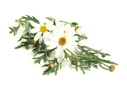 white Marguerites with leaves on a light background