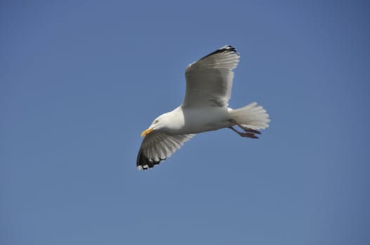 seagull flying in the blue sky