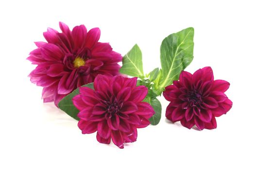 fresh wine-red little dahlias on a bright background