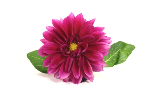 fresh little dahlia with leaves on a bright background