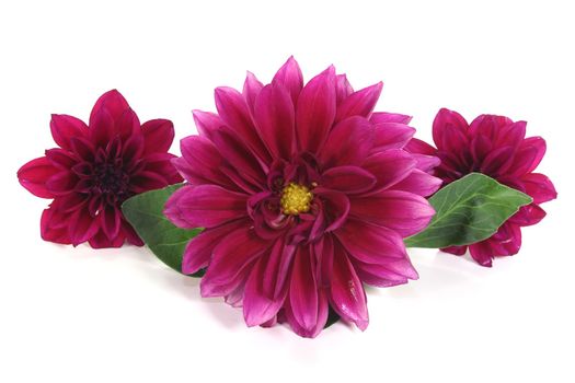 wine-red little dahlias with leaves on a light background