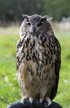 owl on a birdshow , looking front camera