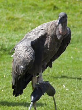condor sitting on a wild bird show
