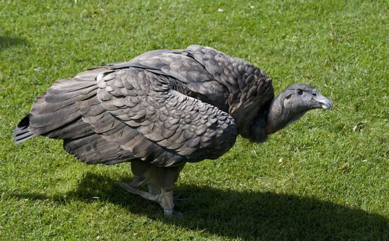 condor sitting on a wild bird show