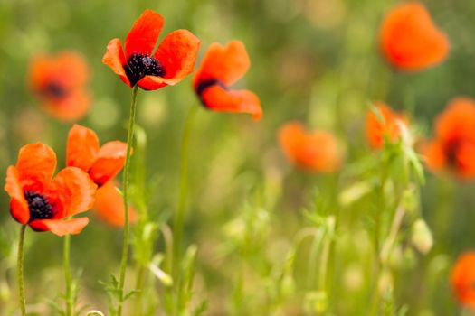 Photo of poppies with depth of field