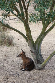 Klipspringer sitting under a tree in the sand
