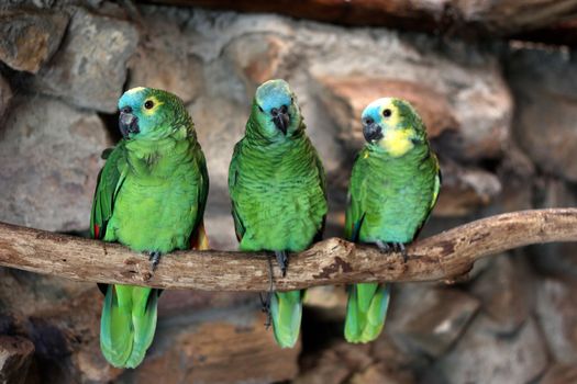 Three Blue-Fronted Amazon (Amazona aestiva) at world of birds, in Cape Town