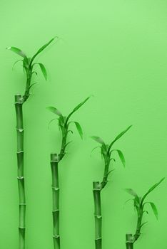 Bamboo plants on green background