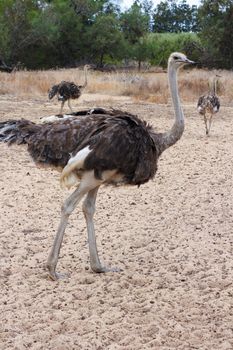 Full body shot of an Ostrich in Cape Town, South Africa