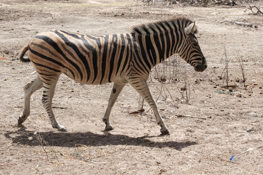 Walking Zebra from the side