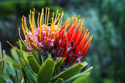 King Protea at the Kirstenbosch Botanical Garden in Cape Town, South Africa