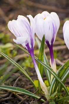 beautiful spring crocuses on a green grass in park