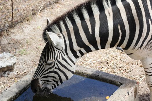 Standing Zebra drinking water from the side