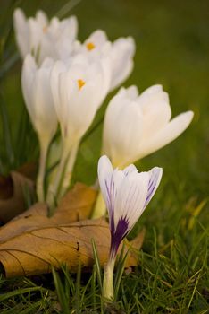 beautiful spring crocuses on a green grass in park