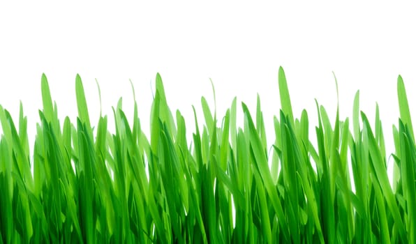 Green grass