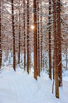 The sun shines through the pine trunks in winter forest.