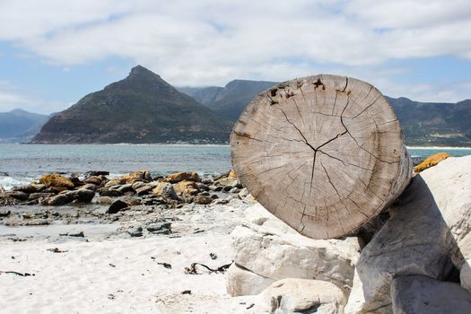 Tree trunk at the beach of Kommetjie, Cape Town, South Africa
