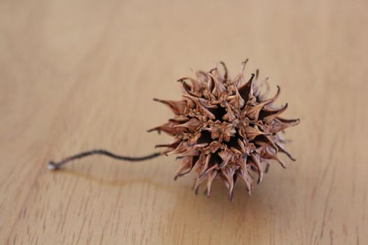 detailed look







seed pod