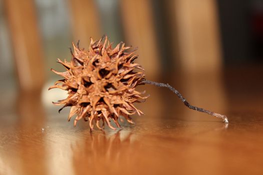 detailed look at dried seed pod
