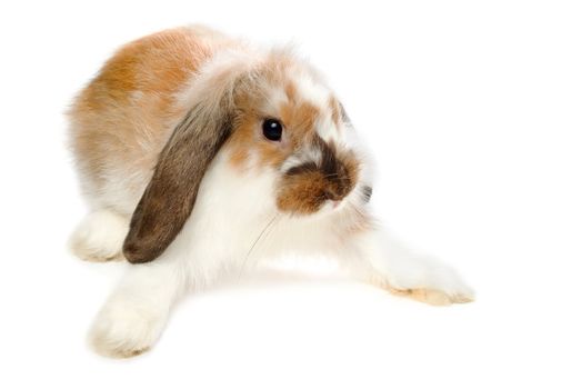 Brown lop-eared rabbit isolated on white