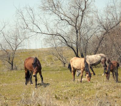 Four horses outdoors browsing on a grassland