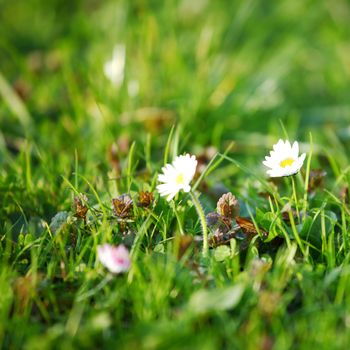 camomiles in green grass close up