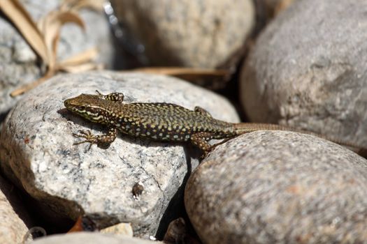 lizard on rock under the sun