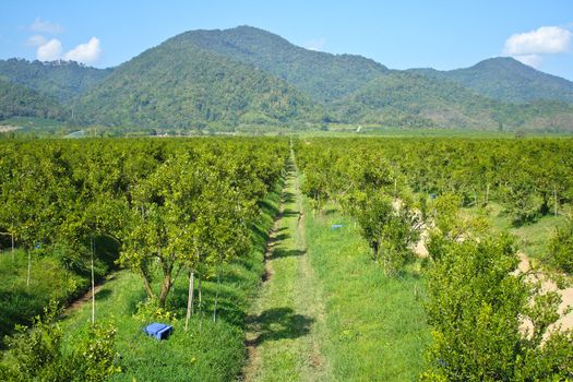 Orange groves and mountain backdrop