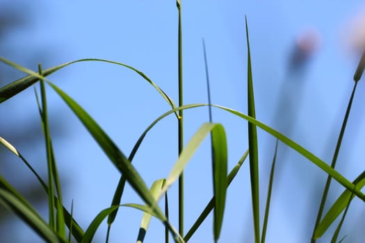abstract view of green grass over the blue sky