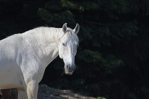 beautiful white hosre looking at the camera