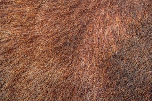 texture of brown bear fur hunted in Rodnei mountains, Romania