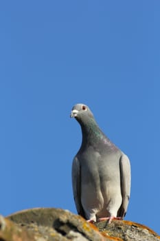purebreed pigeon standing on top of the roof