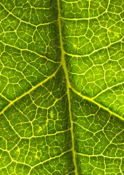 closeup of a leaf