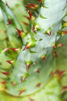 Cap Aloe with thorns