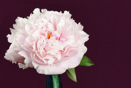 Beautiful pale pink peony flowers in a blue cristal vase over dramatic burgandy background.